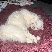 Cosette joined the competition — help win amazing prizes! cat, white_cat, fluffy, sleeping, cozy, blanket, maroon_blanket, pet, indoor, fur, relaxed, cute, animal, whiskers, paw, tail, bedroom, soft, domestic_cat, resting