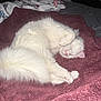 cat, white_cat, fluffy, sleeping, cozy, blanket, maroon_blanket, pet, indoor, fur, relaxed, cute, animal, whiskers, paw, tail, bedroom, soft, domestic_cat, resting