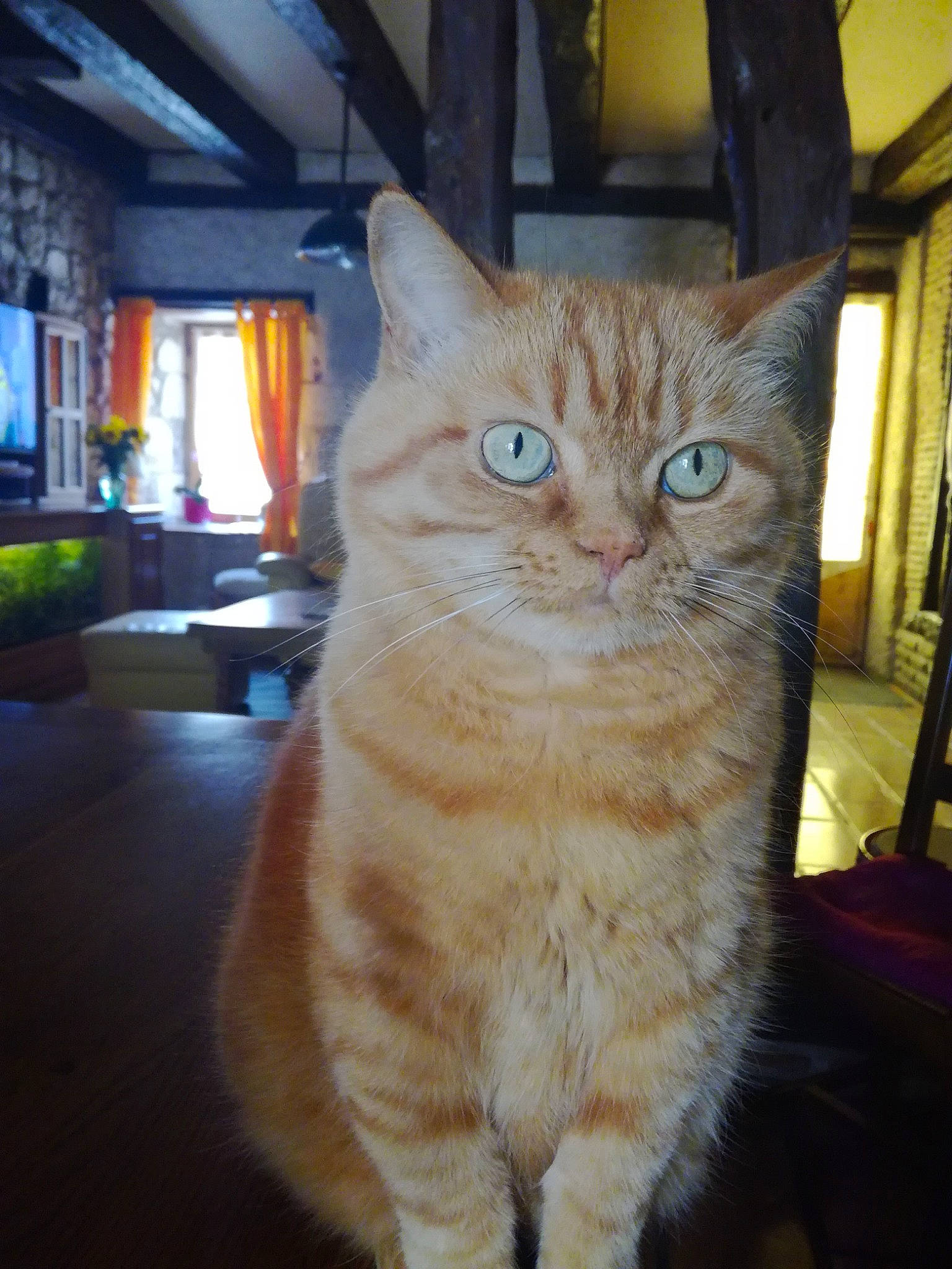 Pinnochio participe au concours pour gagner de l'argent avec cette photo : asian, asian_semi_longhair, british_semi_longhair, carnivore, cat, domestic_short_haired_cat, european_shorthair, fawn, felidae, fur, german_rex, mammal, small_to_medium_sized_cats, tabby_cat, vertebrate, whiskers