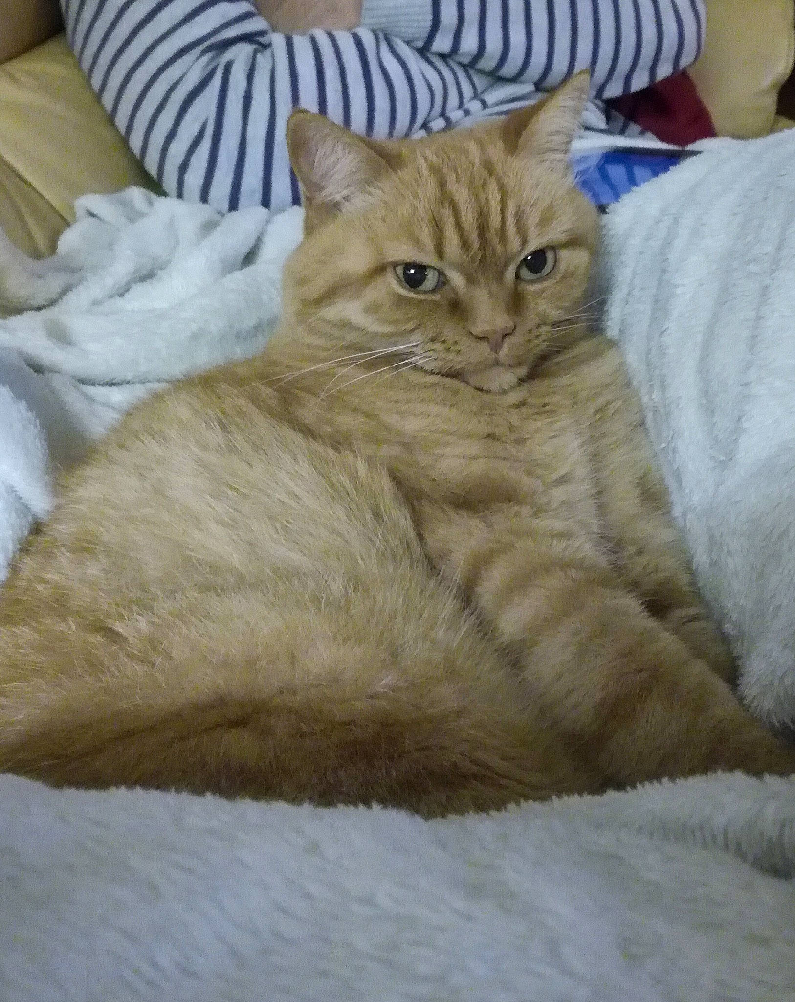 Pinnochio a rejoint le concours — aidez-le/la à gagner de superbes lots ! asian, australian_mist, british_semi_longhair, british_shorthair, carnivore, cat, domestic_short_haired_cat, european_shorthair, fawn, felidae, fur, kitten, mammal, small_to_medium_sized_cats, tabby_cat, vertebrate, whiskers