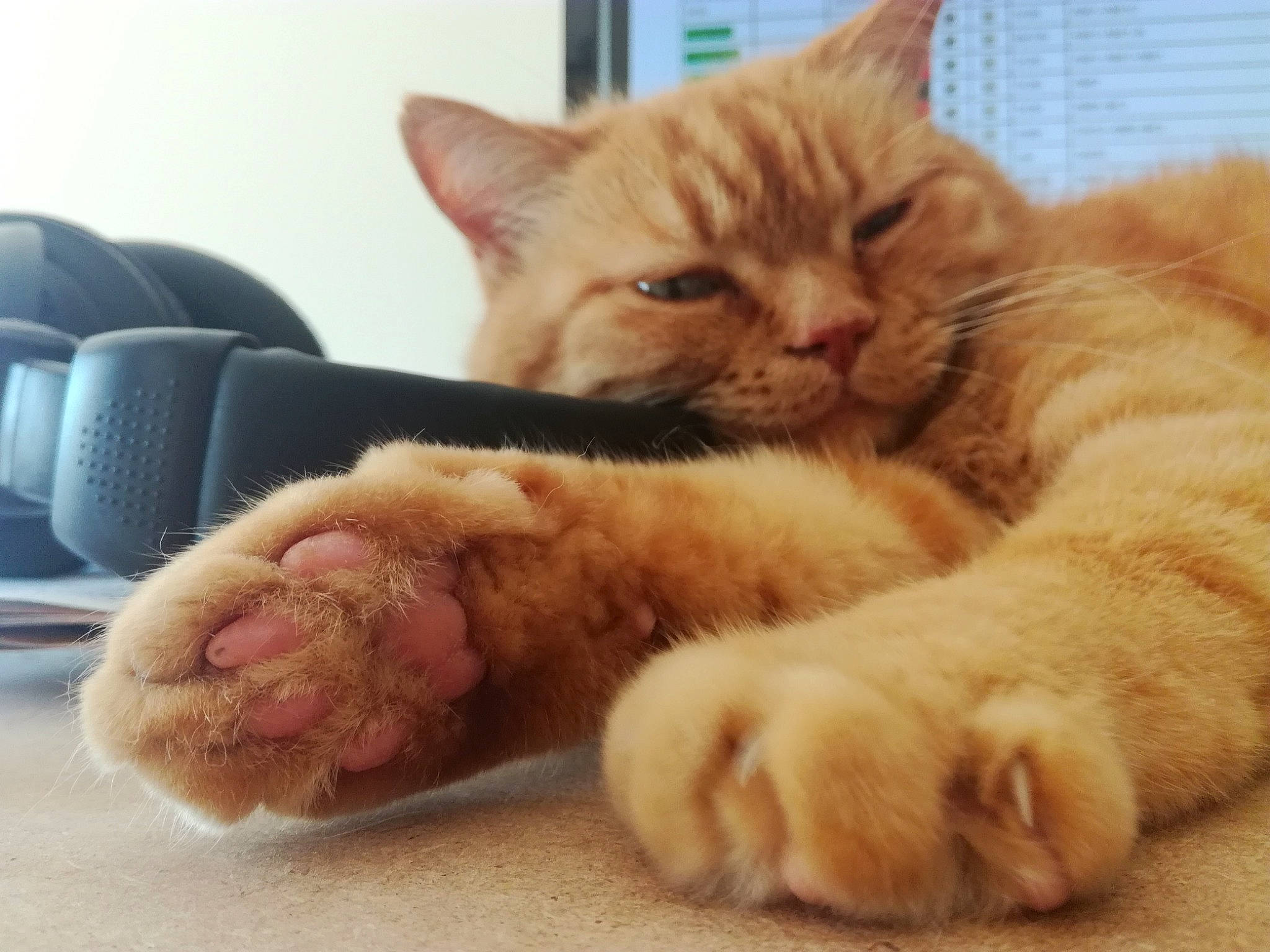 Pinnochio a rejoint le concours — aidez-le/la à gagner de superbes lots ! carnivore, cat, claw, ear, european_shorthair, fawn, felidae, fur, kitten, mammal, nap, nose, paw, polydactyl_cat, skin, sleep, small_to_medium_sized_cats, snout, tabby_cat, whiskers