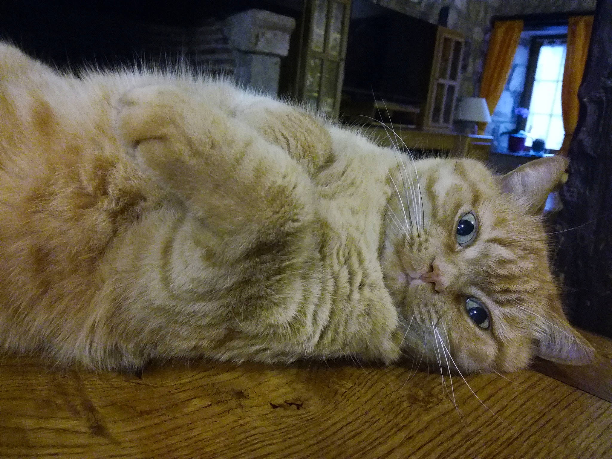 Pinnochio a rejoint le concours — aidez-le/la à gagner de superbes lots ! asian, asian_semi_longhair, british_longhair, british_semi_longhair, carnivore, cat, domestic_long_haired_cat, european_shorthair, fawn, felidae, fur, mammal, norwegian_forest_cat, persian, ragamuffin, siberian, small_to_medium_sized_cats, whiskers