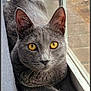 Graycie is registered to the contest to win money with this photo: animal, cat, closeup, cozy, domestic_cat, ears, feline, fur, golden_eyes, gray_cat, indoor, looking_at_camera, natural_light, paws, pet, portrait, relaxed, whiskers, window, windowsill