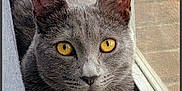 Graycie joined the competition — help win amazing prizes! animal, cat, closeup, cozy, domestic_cat, ears, feline, fur, golden_eyes, gray_cat, indoor, looking_at_camera, natural_light, paws, pet, portrait, relaxed, whiskers, window, windowsill