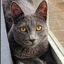 Graycie joined the competition — help win amazing prizes! animal, cat, close_up, cozy, domestic_cat, ears, feline, fur, gray_cat, indoor, looking_at_camera, natural_light, paws, pet, relaxed, resting, whiskers, window, windowsill, yellow_eyes