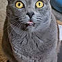 cat, gray_cat, yellow_eyes, wide_eyes, indoor, pet, feline, whiskers, curious, box, fur, animal, cute, close_up, looking_up, domestic_cat, sitting, portrait, expression, household