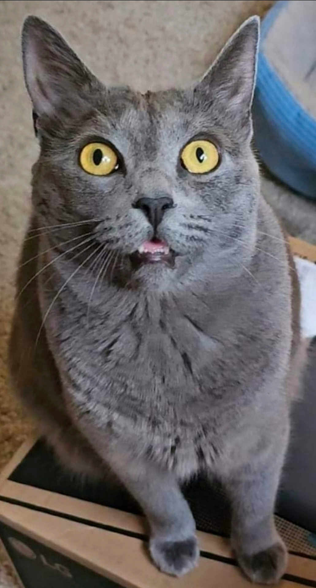Graycie is registered to the contest to win money with this photo: cat, gray_cat, yellow_eyes, wide_eyes, indoor, pet, feline, whiskers, curious, box, fur, animal, cute, close_up, looking_up, domestic_cat, sitting, portrait, expression, household