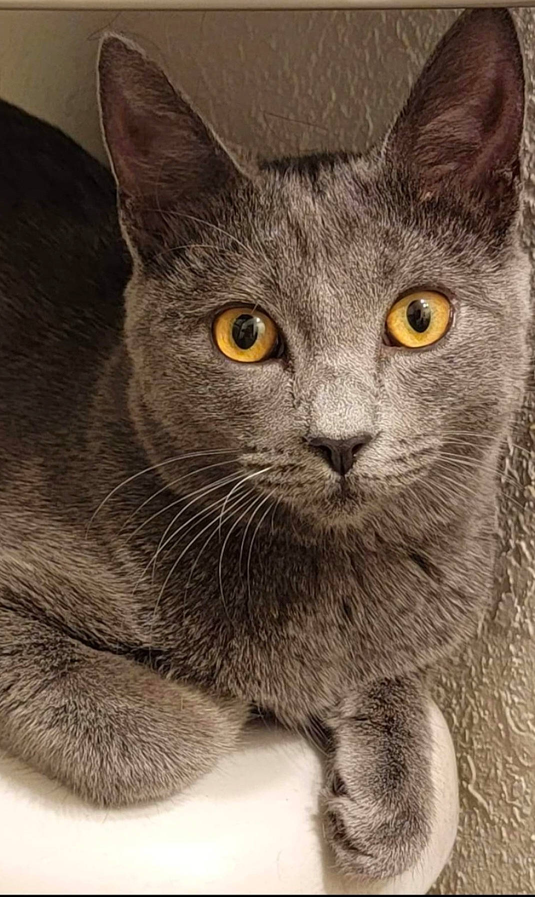 Graycie is registered to the contest to win money with this photo: carnivore, cat, domestic_short_haired_cat, felidae, fur, grey, illustration, small_to_medium_sized_cats, snout, tail, terrestrial_animal, whiskers, window