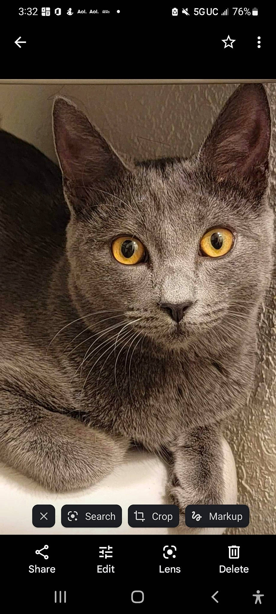 Graycie is registered to the contest to win money with this photo: carnivore, cat, curious, domestic_short_haired_cat, felidae, fur, illustration, photo_caption, russian_blue, small_to_medium_sized_cats, snout, terrestrial_animal, whiskers, window
