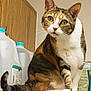 Callie is registered to the contest to win money with this photo: cat, calico, pet, animal, indoor, curious, water_jugs, kitchen, counter, feline, whiskers, ears, tail, fur, domestic, looking, sitting, closeup, eyes, household