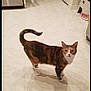 alert, animal, appliance, cabinet, calico_cat, cat, curious, domestic, door, floor, fur, household, indoor, kitchen, pet, standing, tail, tiled_floor, whiskers, white_paws
