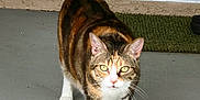Callie joined the competition — help win amazing prizes! cat, calico_cat, pet, animal, feline, walking, outdoor, concrete_floor, doormat, window_blinds, tail_up, whiskers, fur_pattern, four_legs, alert, close_up, domestic_cat, front_paw, yellow_eyes, striped