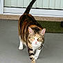 alert, animal, calico_cat, cat, close_up, concrete_floor, domestic_cat, doormat, feline, four_legs, front_paw, fur_pattern, outdoor, pet, striped, tail_up, walking, whiskers, window_blinds, yellow_eyes