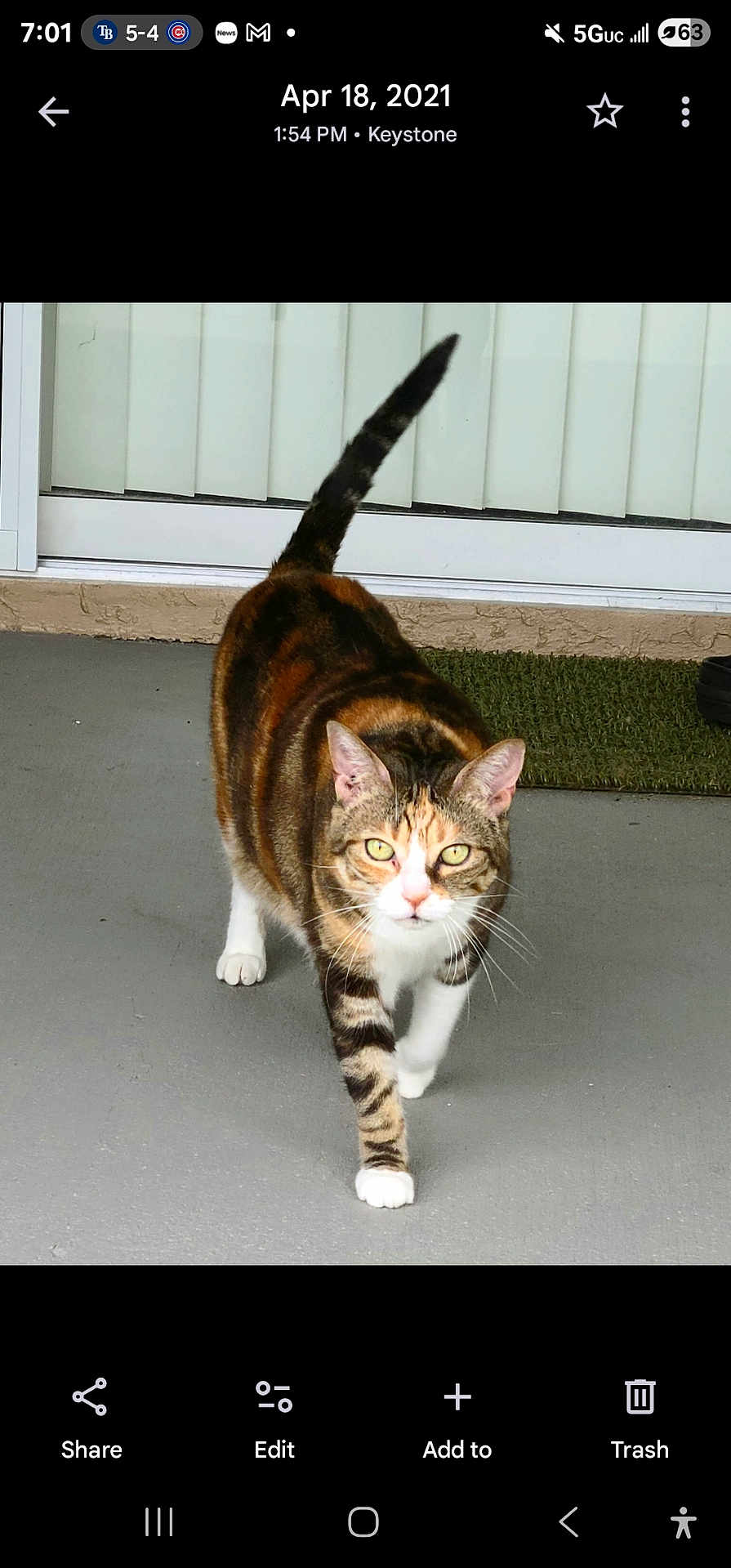 Callie joined the competition — help win amazing prizes! cat, calico_cat, pet, animal, feline, walking, outdoor, concrete_floor, doormat, window_blinds, tail_up, whiskers, fur_pattern, four_legs, alert, close_up, domestic_cat, front_paw, yellow_eyes, striped