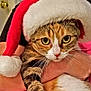 Callie is registered to the contest to win money with this photo: cat, tabby_cat, santa_hat, holiday, christmas, pet, animal, close_up, whiskers, person, holding, fur, cute, indoor, expression, face, red, white, hand, domestic_cat