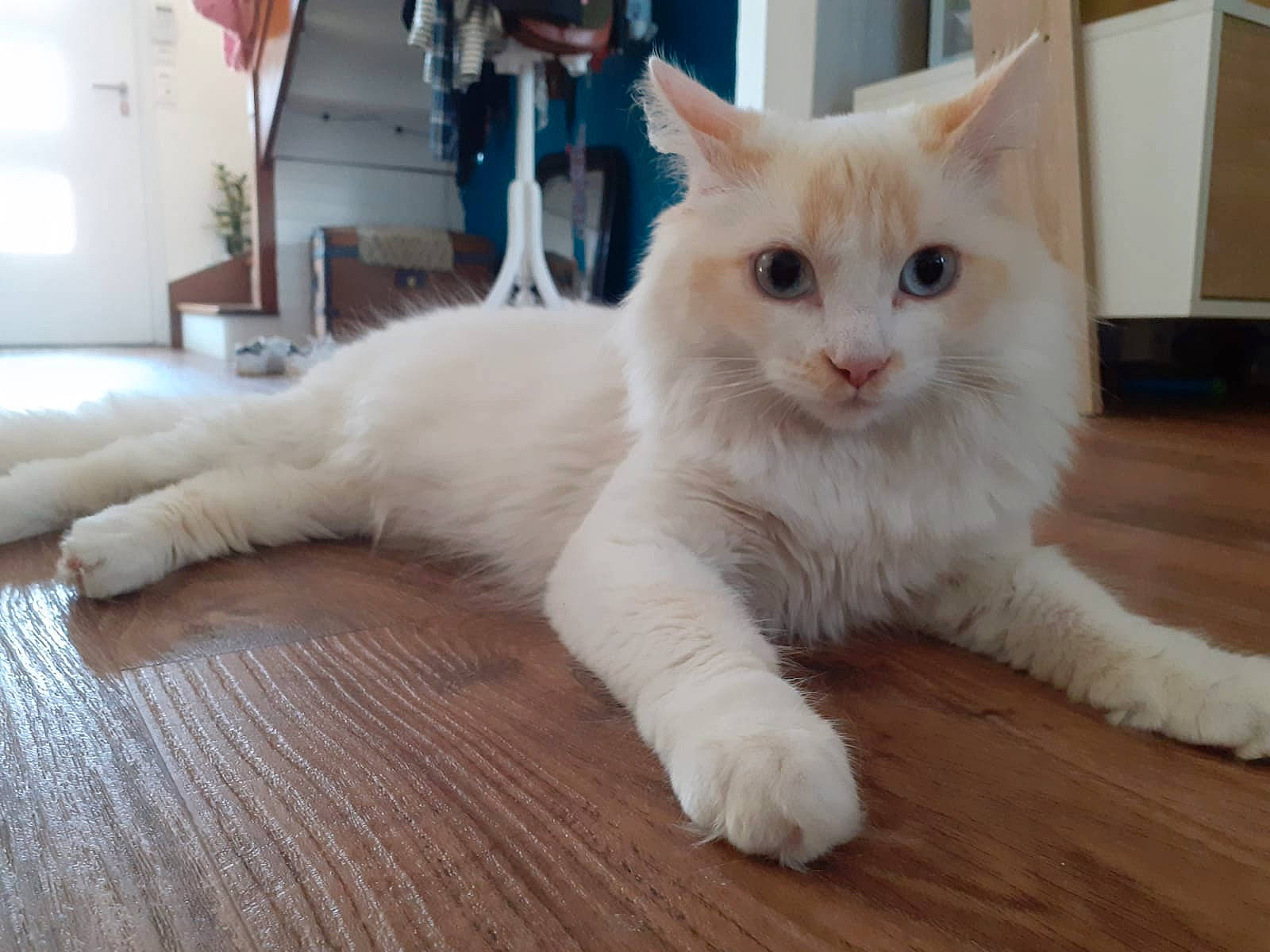 Pinceau a rejoint le concours — aidez-le/la à gagner de superbes lots ! carnivore, cat, claw, comfort, domestic_short_haired_cat, fawn, felidae, flooring, fur, hardwood, houseplant, paw, plant, small_to_medium_sized_cats, snout, tail, varnish, whiskers, wood, wood_flooring