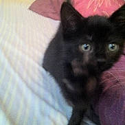 Reglisse participe au concours pour gagner de l'argent avec cette photo :