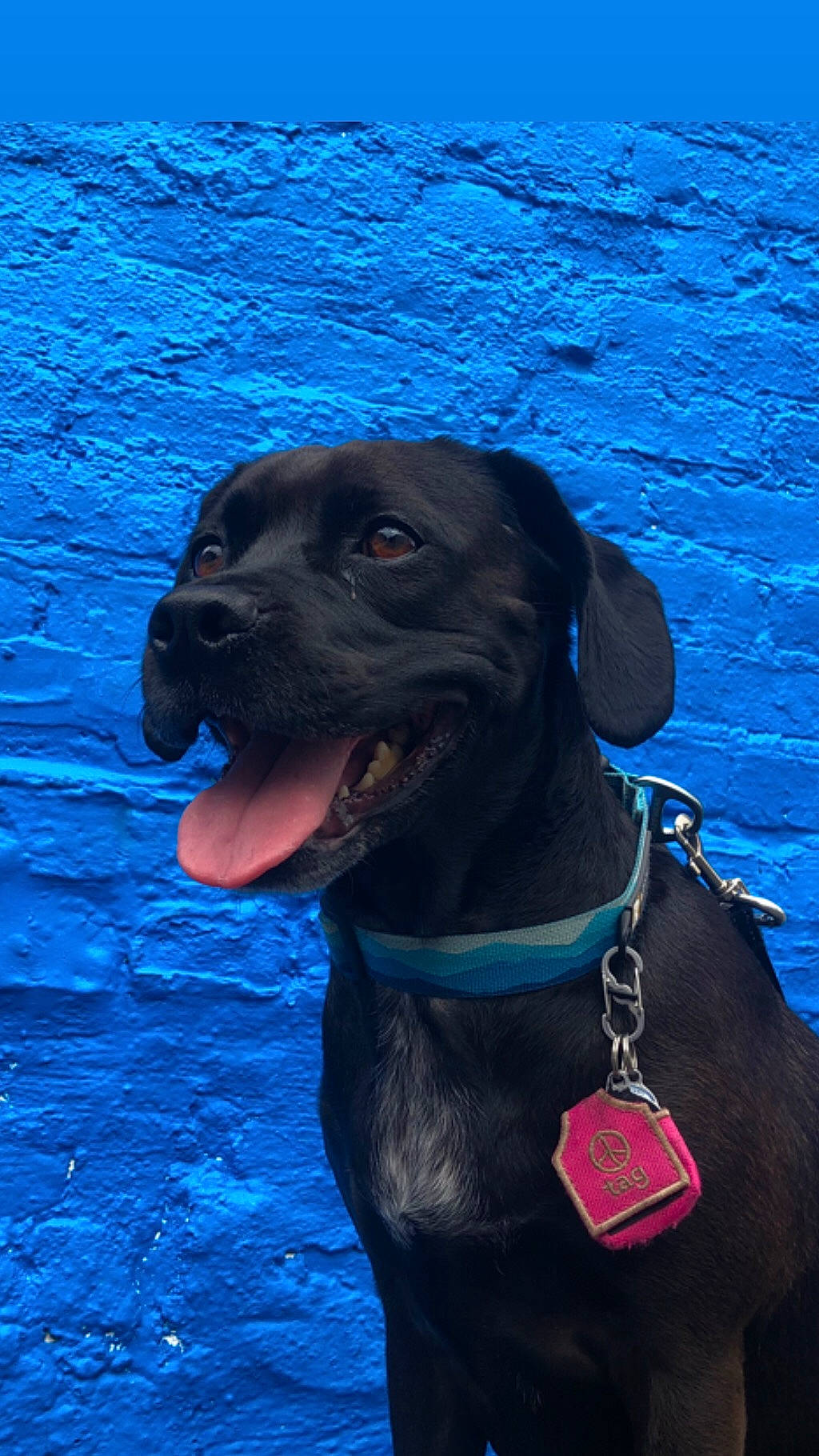 Karlie is registered to the contest to win money with this photo: cane_corso, canidae, carnivore, collar, dog, dog_breed, dog_collar, hunting_dog, labrador_retriever, leash, snout, sporting_group, staffordshire_bull_terrier