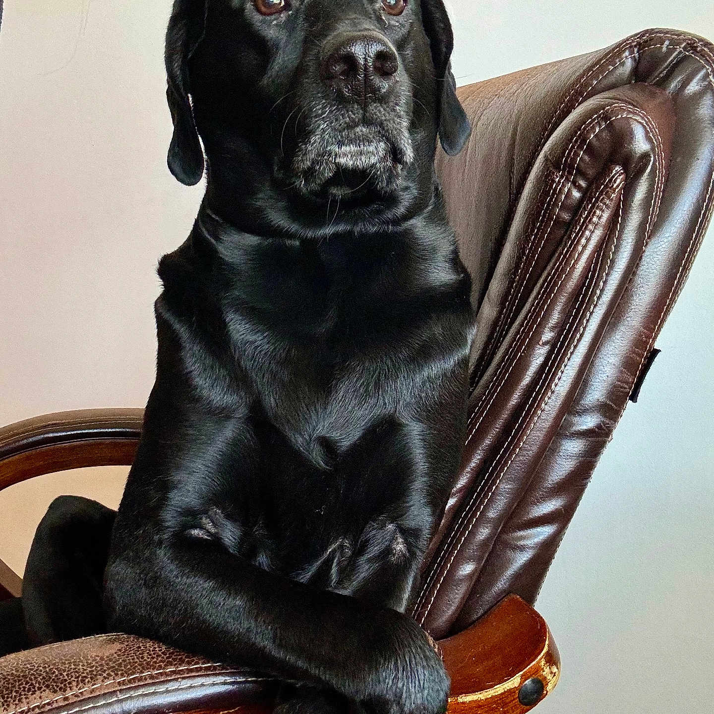 Benton joined the competition — help win amazing prizes! animal, armchair, canine, chair, dog, furniture, hound, labradorretriever, pet, pug, puppy, snout