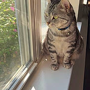 Hassouna joined the competition — help win amazing prizes! cat, tabby, pet, indoor, window, windowsill, sunlight, green_eyes, collar, bell, sitting, looking_out, fur, portrait, blinds, screen, shadow, home_interior, reflection, whiskers