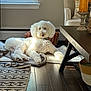 dog, poodle, goldendoodle, white_fur, pet, rug, blanket, window, sunlight, hardwood_floor, coffee_table, candles, basket, throw_pillow, living_room, cozy, resting, portrait, paw, collar