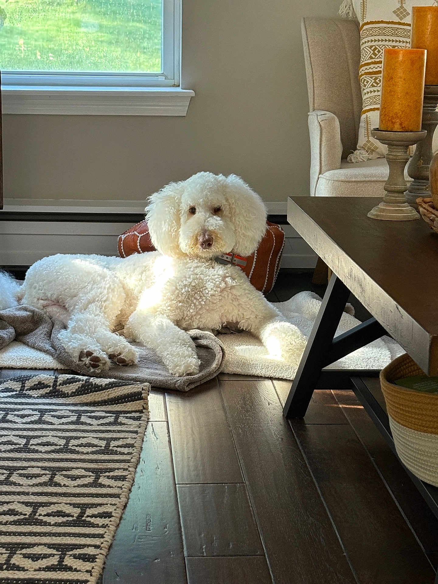 Ozzy joined the competition — help win amazing prizes! dog, poodle, goldendoodle, white_fur, pet, rug, blanket, window, sunlight, hardwood_floor, coffee_table, candles, basket, throw_pillow, living_room, cozy, resting, portrait, paw, collar