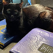 Jazzy joined the competition — help win amazing prizes! animal, binder, black_cat, black_fur, blue, book, cat, closeup, cozy, crescent_moon, curious, desk, furniture, gold, indoor, pet, purple, resting, stars, wide_eyes