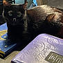 animal, binder, black_cat, black_fur, blue, book, cat, closeup, cozy, crescent_moon, curious, desk, furniture, gold, indoor, pet, purple, resting, stars, wide_eyes
