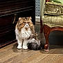 cat, fluffy, long_hair, brown, white, indoor, wooden_floor, armchair, furniture, vintage, decor, pet, animal, sitting, floor, cabinet, domestic_cat, cute, feline, expression