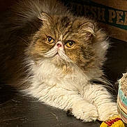 Karen Black is registered to the contest to win money with this photo: cat, persian_cat, fluffy, yellow_eyes, toy, shoe, indoor, pet, feline, fur, close_up, animal, cute, resting, paw, whiskers, face, expression, domestic_cat, mammal