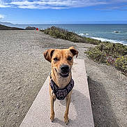 Chuy joined the competition — help win amazing prizes! dog, outdoor, ocean, coastline, sky, clouds, harness, path, smile, animal, nature, sunny, happy, pet, grass, shrubbery, walking, daytime, scenic, landscape