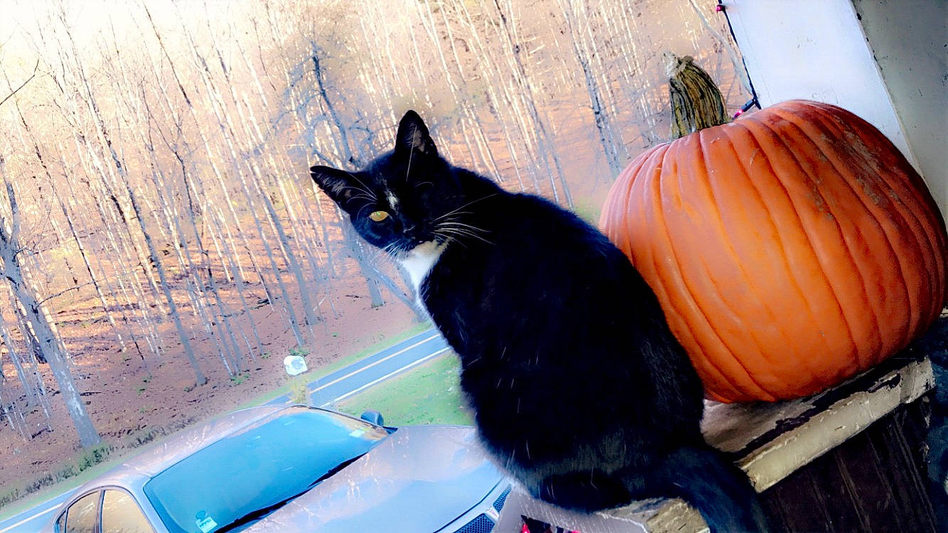 Frien joined the competition — help win amazing prizes! black_cat, calabaza, carnivore, cat, comfort, cucurbita, electric_blue, felidae, fur, gourd, grass, pumpkin, sitting, small_to_medium_sized_cats, tail, tints_and_shades, vegetable, whiskers, windshield, winter_squash