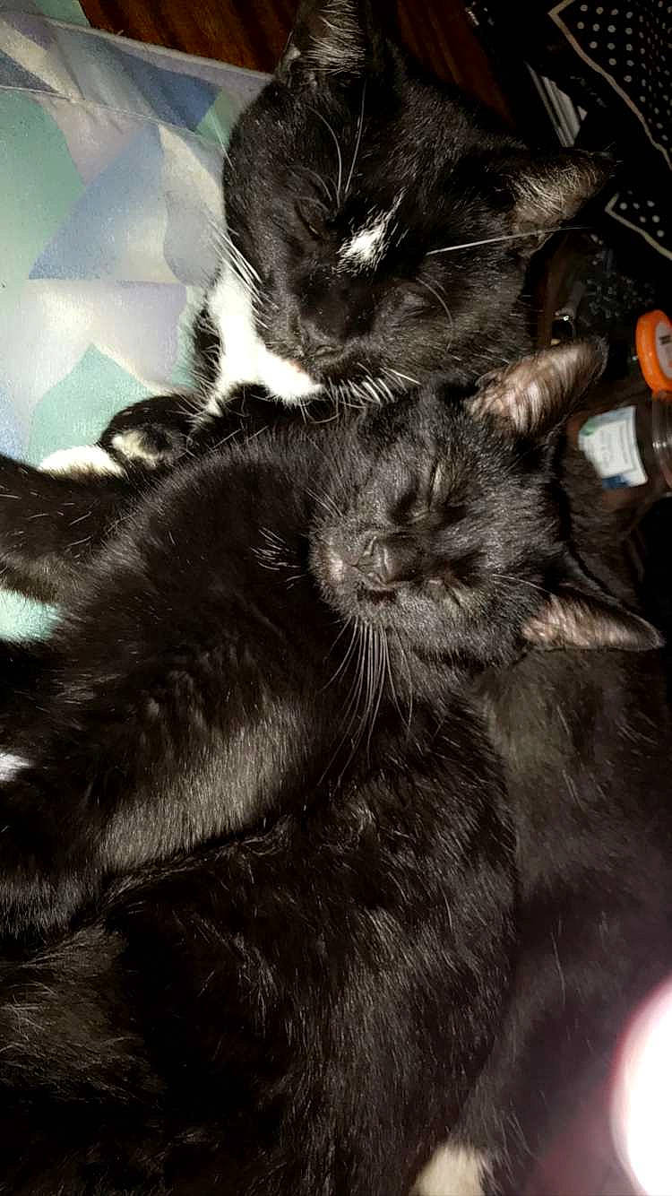 Frien is registered to the contest to win money with this photo: black_cat, carnivore, cat, claw, comfort, dog_breed, domestic_short_haired_cat, ear, felidae, fur, gesture, grey, monochrome_photography, paw, small_to_medium_sized_cats, snout, tail, terrestrial_animal, tints_and_shades, whiskers