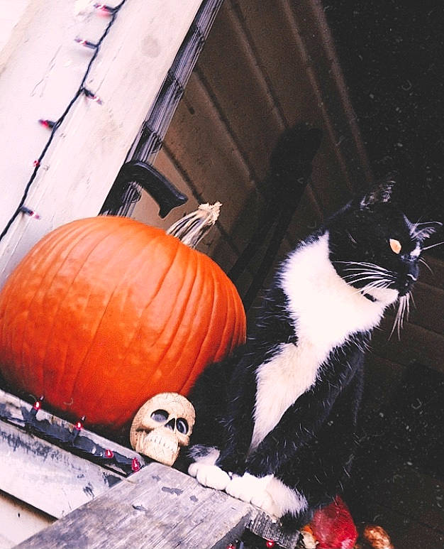 Frien is registered to the contest to win money with this photo: art, calabaza, carnivore, cat, cucurbita, door, felidae, gourd, natural_foods, plant, pumpkin, small_to_medium_sized_cats, squash, tail, tints_and_shades, vegetable, whiskers, window, winter_squash, wood