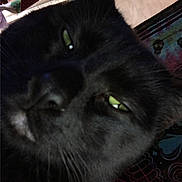 Lucifer is registered to the contest to win money with this photo: animal, black_cat, cat, close_range, close_up, cozy, curious, cute, domestic_cat, fabric, feline, fur, green_eyes, indoor, patterned_fabric, pet, portrait, resting, soft_light, whiskers