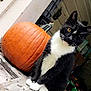 animal, autumn, black_and_white, cat, closeup, clutter, cute, eyes, fall, feline, house, indoor, orange, pet, porch, pumpkin, sitting, tuxedo_cat, whiskers, wooden_bench