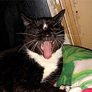 Frien Kitty joined the competition — help win amazing prizes! animal, black_and_white, blanket, cat, close_up, cozy, cute, domestic_animal, feline, fur, indoor, mouth_open, paw, pet, relaxed, resting, sleepy, tongue, whiskers, yawning