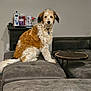 dog, curly_fur, couch, living_room, table, pet, furniture, indoor, brown_and_white, side_table, lotion, supplements, carpet, wall, plug_socket, relaxed, seated, domestic_animal, home, attentive