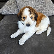 Milo is registered to the contest to win money with this photo: puppy, dog, brown, white, fur, couch, pillows, indoor, pet, young, cute, fluffy, relaxing, animal, laying, domestic, companion, soft, comfort, home