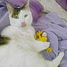cat, animal, pet, white_fur, brown_patch, black_patch, bed, blanket, purple, lavender, plush_toy, yellow_toy, indoor, relaxed, lying_down, fur, cute, whiskers, paw, resting