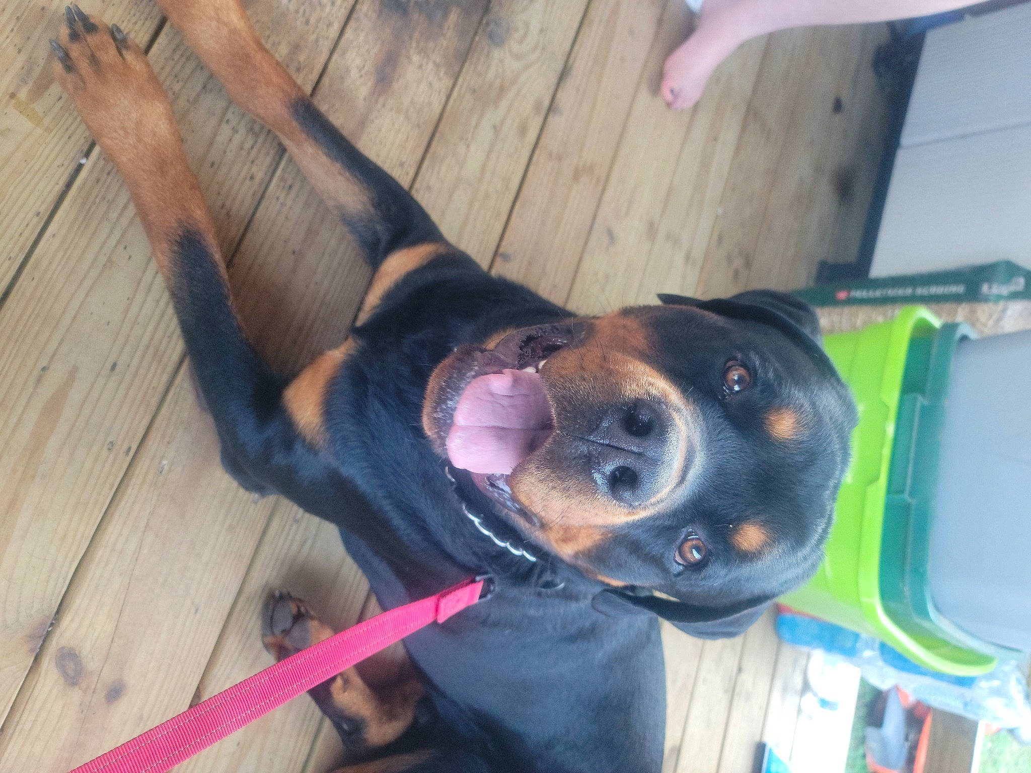 Cerberus is registered to the contest to win money with this photo: canidae, carnivore, collar, companion_dog, dog, dog_breed, dog_collar, dog_supply, ear, eyewear, fawn, flooring, hardwood, leash, pet_supply, plank, snout, wood, wood_stain, working_animal