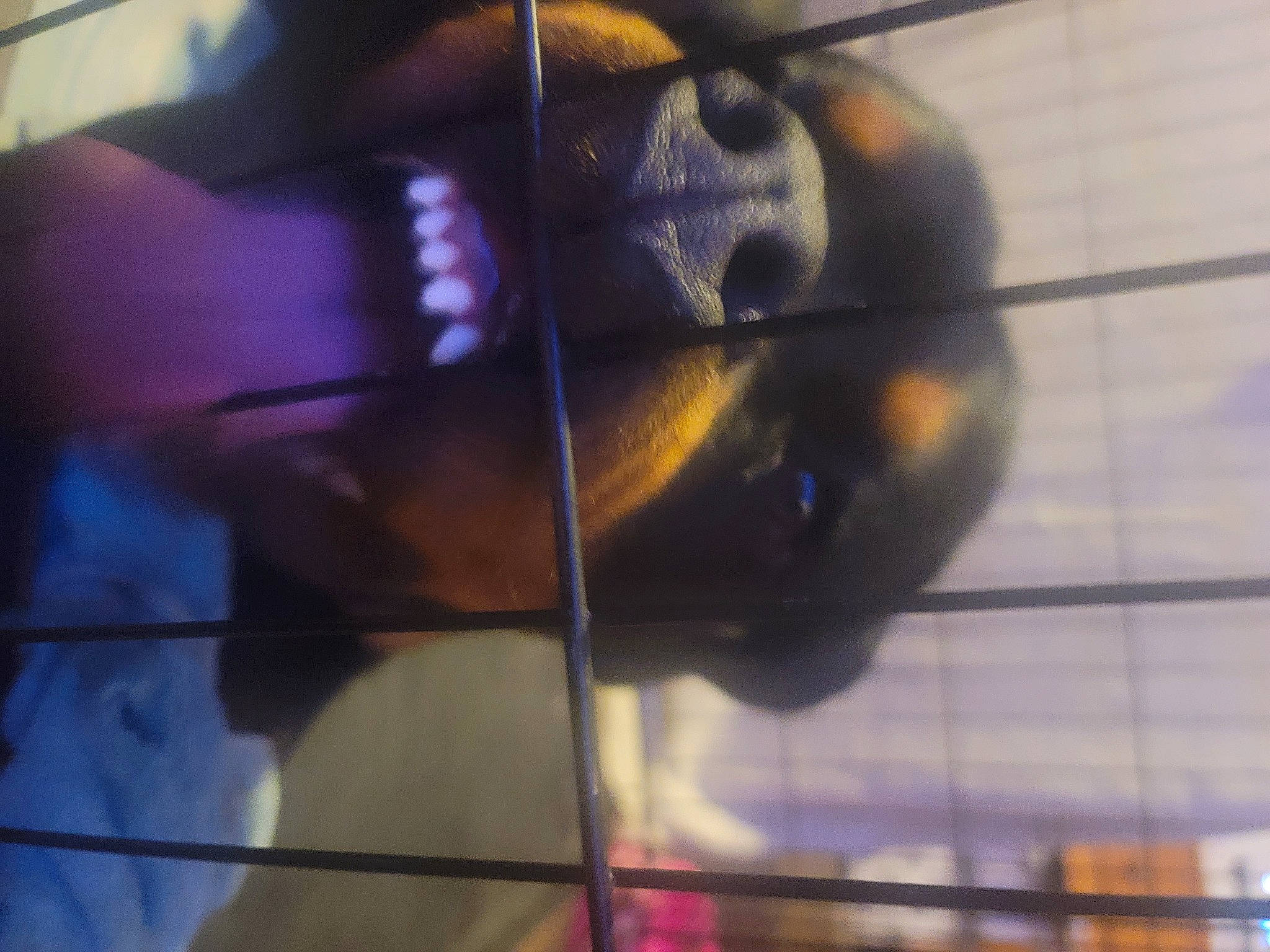 Cerberus is registered to the contest to win money with this photo: animal_shelter, cage, electric_blue, glass, macro_photography, mesh, metal, music, musical_instrument, musical_instrument_accessory, net, pest, pet_supply, purple, snout, steel, string_instrument, wing, wire, wire_fencing