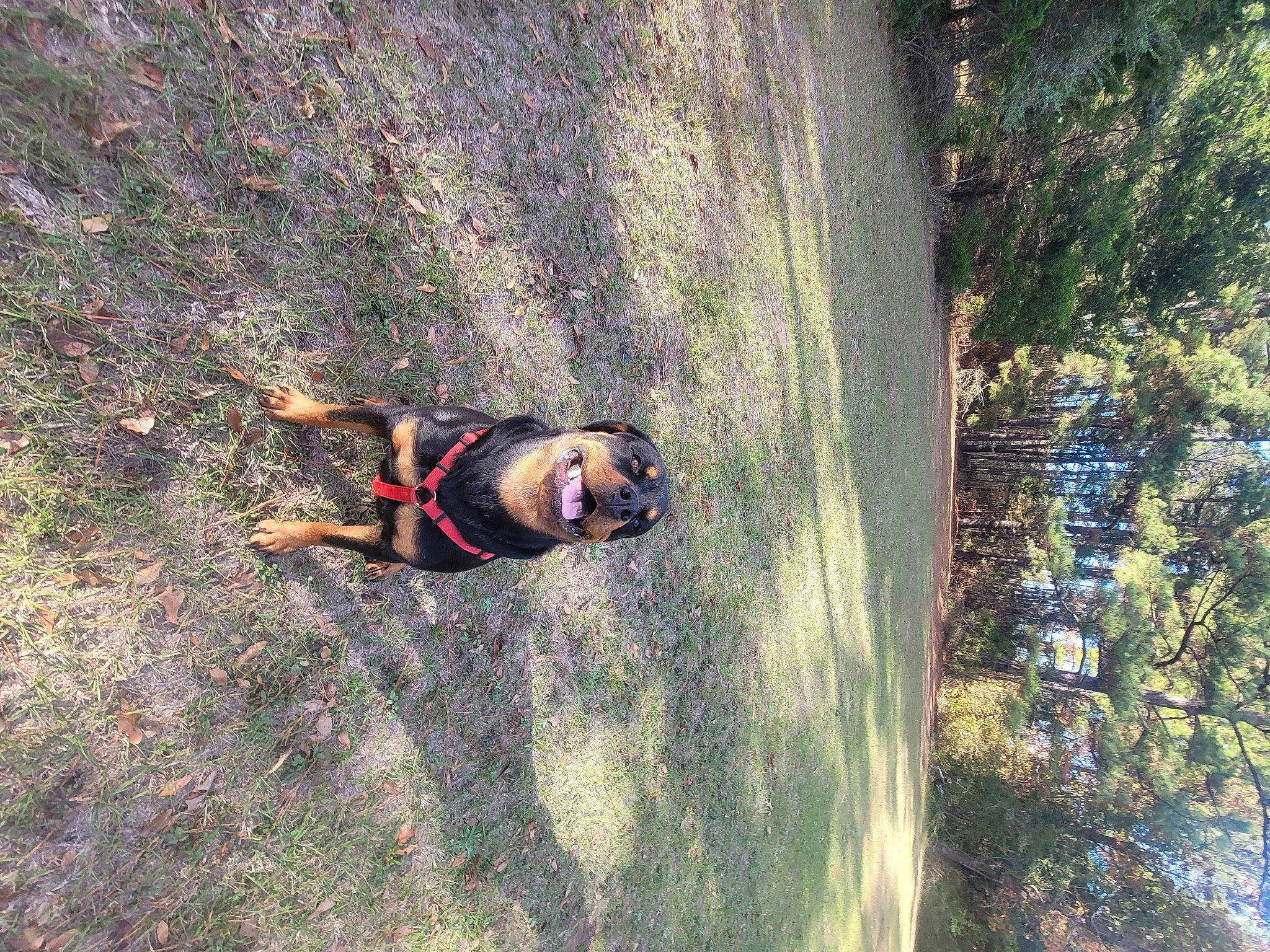 Cerberus joined the competition — help win amazing prizes! adventure, biome, extreme_sport, forest, fun, grass, jungle, landscape, leisure, people_in_nature, personal_protective_equipment, plant, recreation, rock_climbing_equipment, soil, sport_climbing, sports, tree, trunk, wood