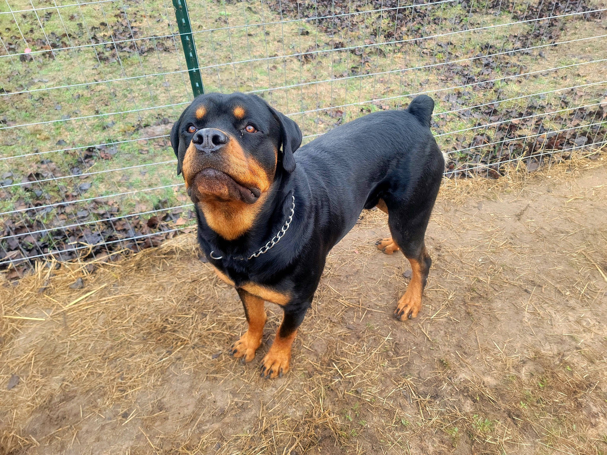 Cerberus is registered to the contest to win money with this photo: carnivore, companion_dog, dog, dog_breed, fence, grass, guard_dog, hound, hunting_dog, mesh, sporting_group, terrestrial_animal, working_dog