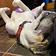 Ally is registered to the contest to win money with this photo: dog, indoor, floor, tile, collar, lying_down, upside_down, paw, relaxed, pet, canine, fur, white, brown, black, wooden_cabinet, chair, home, domestic, resting