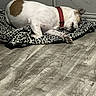 dog, sleeping, blanket, red_collar, floor, wooden_floor, indoor, door, wall, resting, pet, animal, cozy, relaxed, spot_pattern, paw, fur, quiet, home, napping