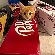 Simba is registered to the contest to win money with this photo: animal, box, cardboard, cat, closeup, curious, cute, domestic_cat, dr_pepper, ears, feline, floor, indoor, kitten, orange_cat, peeking, pet, playful, soda_box, whiskers