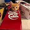animal, box, cardboard, cat, closeup, curious, cute, domestic_cat, dr_pepper, ears, feline, floor, indoor, kitten, orange_cat, peeking, pet, playful, soda_box, whiskers