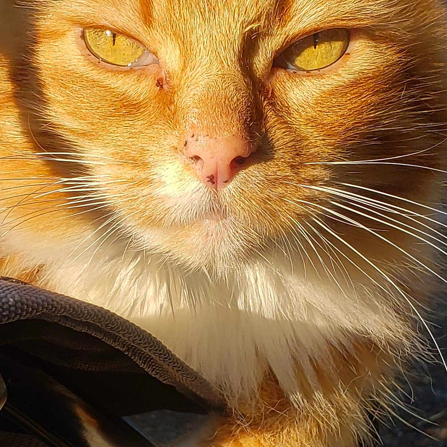 Peanut joined the competition — help win amazing prizes! animal, cat, close_up, cute, face, feline, fluffy, fur, golden_eyes, mammal, nose, orange_tabby, outdoor, paw, pet, portrait, relaxed, sunlight, whiskers
