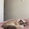 Clairo is registered to the contest to win money with this photo: cat, sleeping, fluffy, colorpoint, long_hair, pet, animal, bed, blanket, quilt, pink, bedroom, indoors, cozy, peaceful, resting, curled_up, paws, whiskers, home